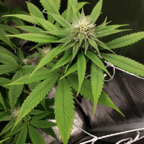 The Baby growlog photo: Looking healthy.  
Cal-Mag sends to be helping still.  Will continue using Cal-Mag on watering.  Dehumidifier wasn't on most of the day until a few hours in the evening.  