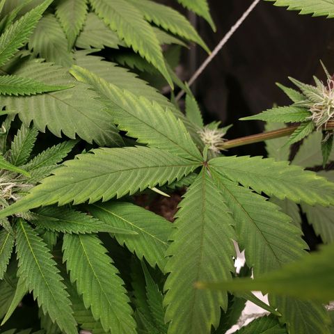 The Baby growlog photo: Looking healthy.  
Cal-Mag sends to be helping still.  Will continue using Cal-Mag on watering.  Dehumidifier wasn't on most of the day until a few hours in the evening.  
