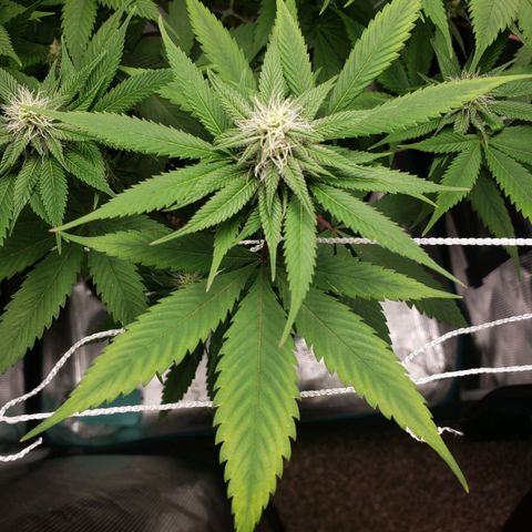 The Baby growlog photo: Looking healthy.  
Cal-Mag sends to be helping still.  Will continue using Cal-Mag on watering.  Dehumidifier wasn't on most of the day until a few hours in the evening.  