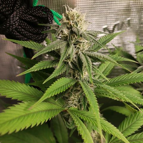 The Baby growlog photo: Looking healthy.  
Cal-Mag sends to be helping still.  Will continue using Cal-Mag on watering.  Dehumidifier wasn't on most of the day until a few hours in the evening.  