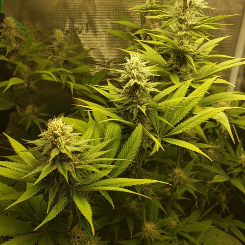 The Baby growlog photo: Looking healthy.  
Cal-Mag sends to be helping still.  Will continue using Cal-Mag on watering.  Dehumidifier wasn't on most of the day until a few hours in the evening.  