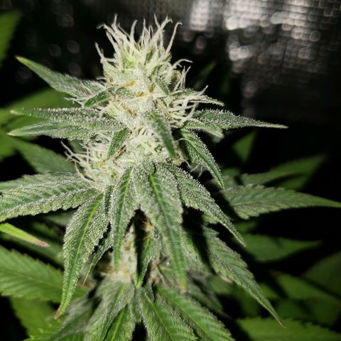The Baby growlog photo: Looking great!