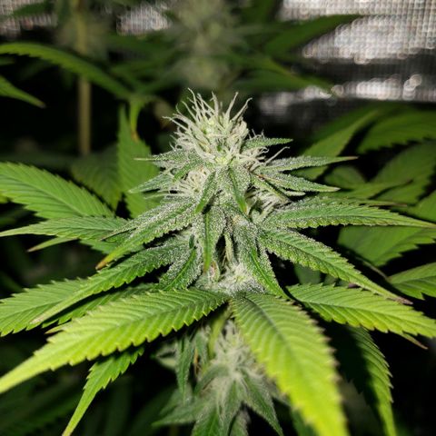 The Baby growlog photo: Looking great!