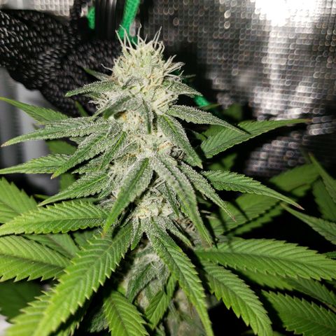 The Baby growlog photo: Looking great!