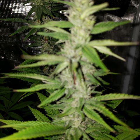 The Baby growlog photo: Looking great!