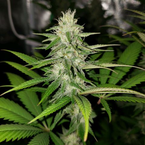 The Baby growlog photo: Looking great!