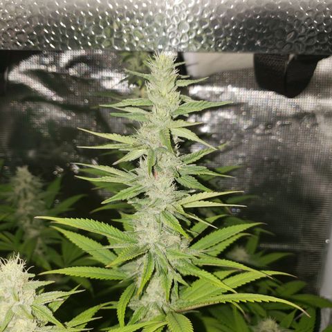 The Baby growlog photo: Beautiful 😍 
