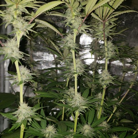 The Baby growlog photo: Beautiful 😍 