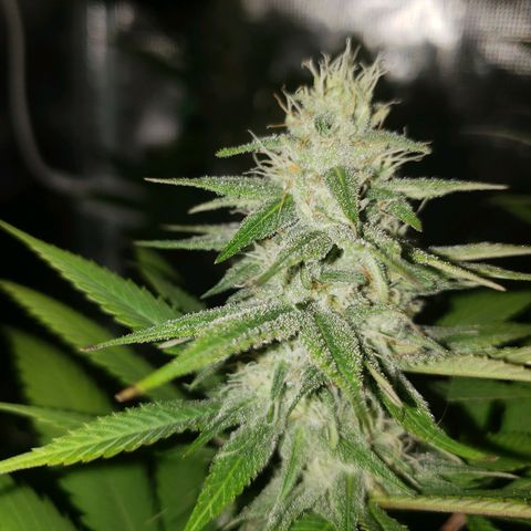 The Baby growlog photo: Beautiful 😍 