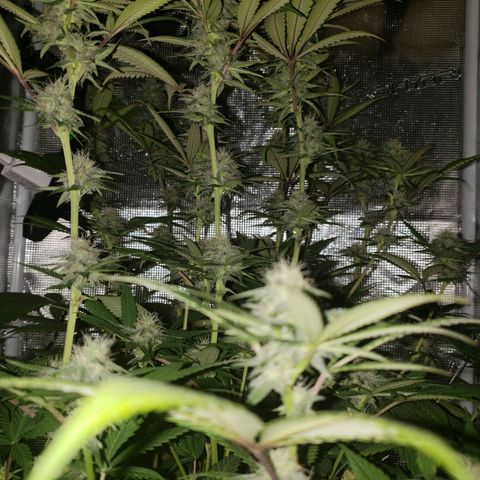 The Baby growlog photo: Beautiful 😍 