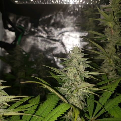 The Baby growlog photo: Beautiful 😍 