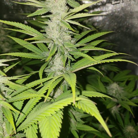 The Baby growlog photo: Beautiful 😍 