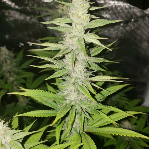 The Baby growlog photo: Beautiful 😍 