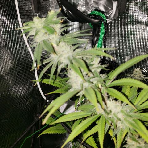 The Baby growlog photo: Flowering is looking good.  Several leaves had yellowed from missed watering.  But watering is back on schedule!
