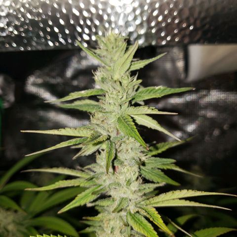 The Baby growlog photo: Flowering is looking good.  Several leaves had yellowed from missed watering.  But watering is back on schedule!
