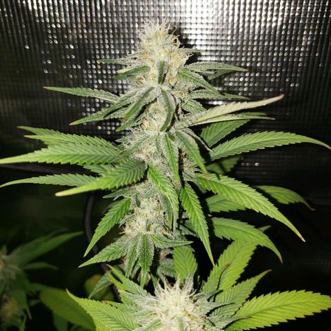 The Baby growlog photo: Flowering is looking good.  Several leaves had yellowed from missed watering.  But watering is back on schedule!
