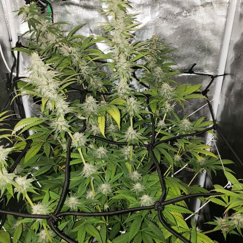 The Baby growlog photo: Flowering is looking good.  Several leaves had yellowed from missed watering.  But watering is back on schedule!
