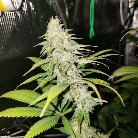 The Baby growlog photo: Flowering is looking good.  Several leaves had yellowed from missed watering.  But watering is back on schedule!
