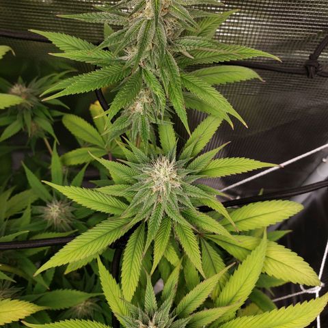 The Baby growlog photo: Looking beautiful!!! 😍🤩