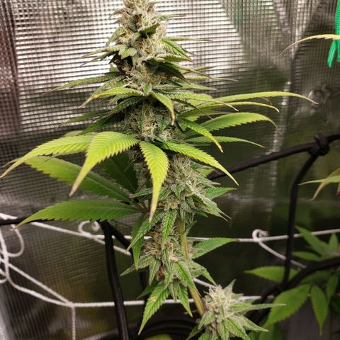 The Baby growlog photo: Looking beautiful!!! 😍🤩