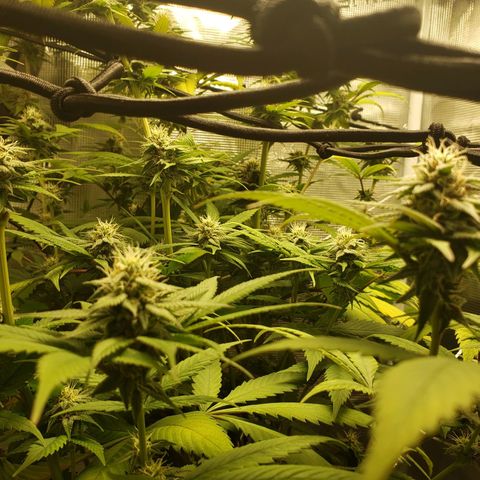 The Baby growlog photo: Looking beautiful!!! 😍🤩