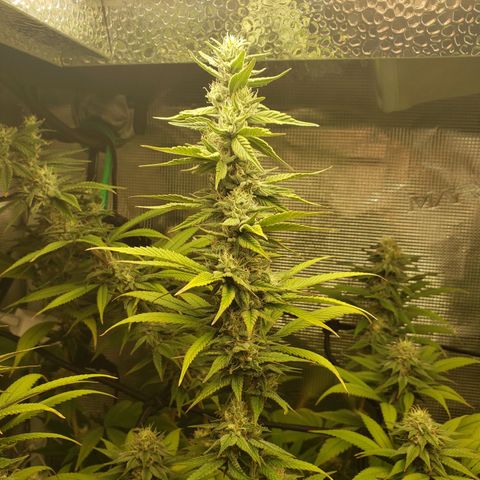 The Baby growlog photo: Looking beautiful!!! 😍🤩