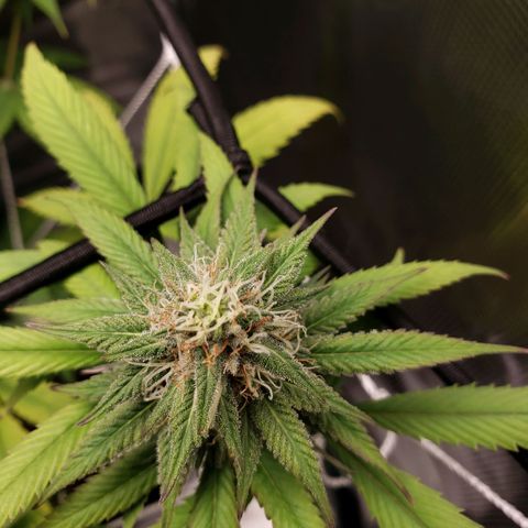 The Baby growlog photo: Looking beautiful!!! 😍🤩