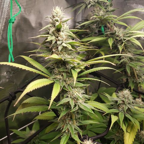 The Baby growlog photo: Looking beautiful!!! 😍🤩