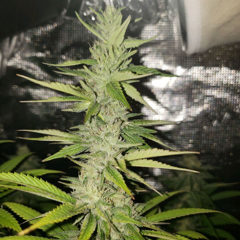 The Baby growlog timeline photo