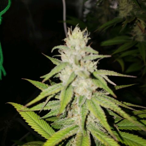 The Baby growlog timeline photo