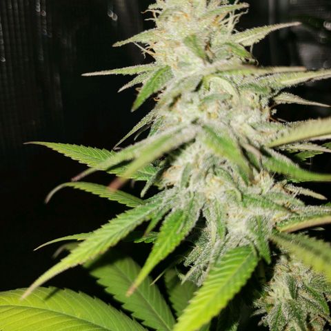The Baby growlog timeline photo