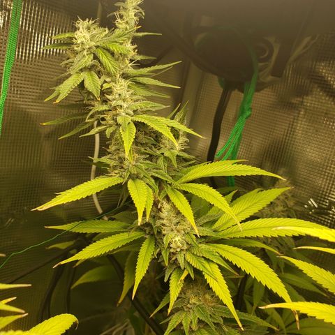 The Baby growlog photo: Looking great!