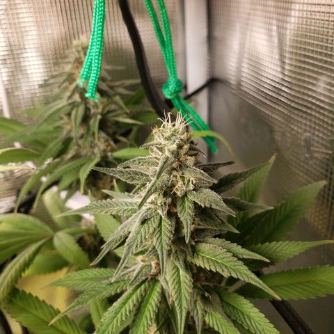 The Baby growlog photo: Looking great!