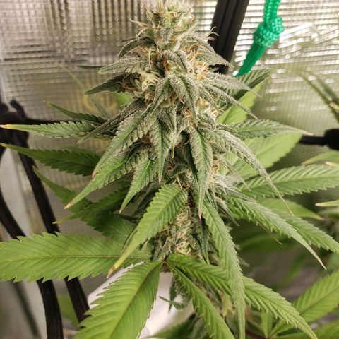 The Baby growlog photo: Looking great!
