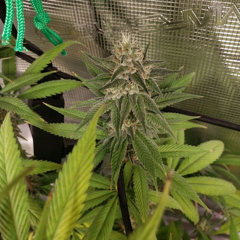 The Baby growlog photo: Looking great!