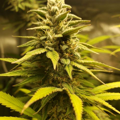 The Baby growlog photo: Looking great!