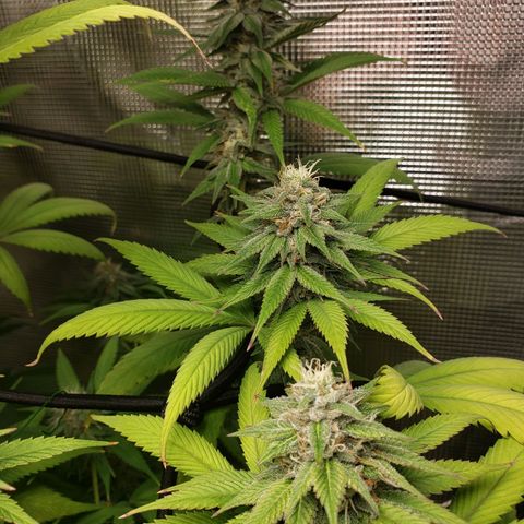 The Baby growlog photo: Looking great!