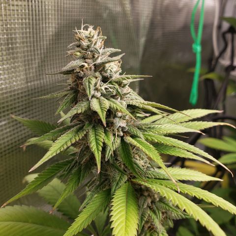 The Baby growlog photo: Looking great!