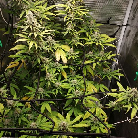 The Baby growlog photo: Looking great!