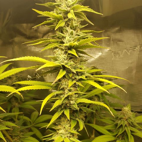 The Baby growlog photo: Looking great!
