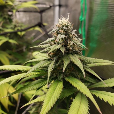 The Baby growlog photo: Looking great!