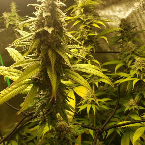 The Baby growlog timeline photo