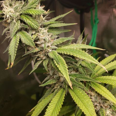 The Baby growlog timeline photo