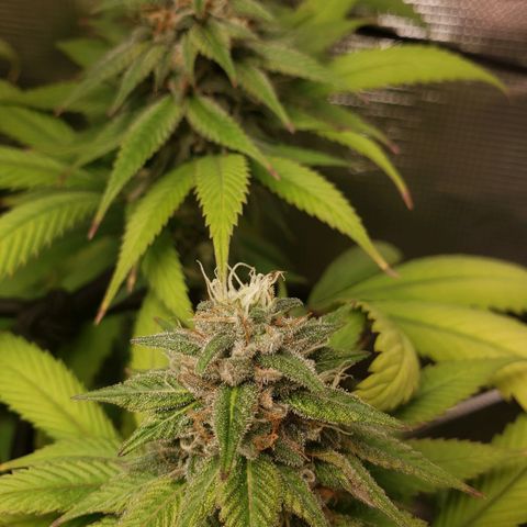 The Baby growlog timeline photo