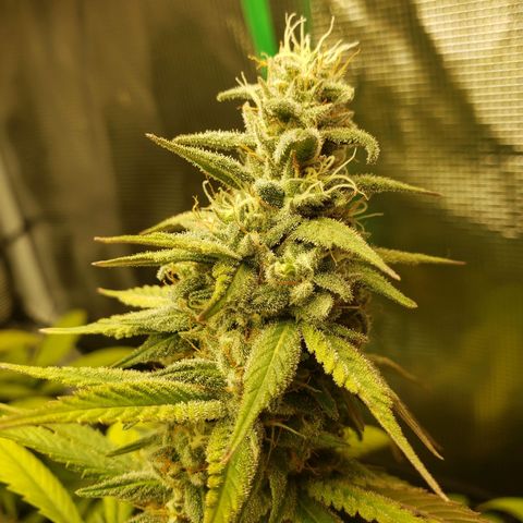 The Baby growlog timeline photo