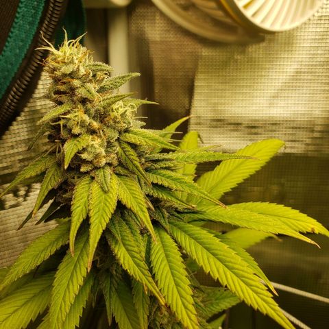 The Baby growlog timeline photo