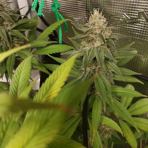 The Baby growlog timeline photo
