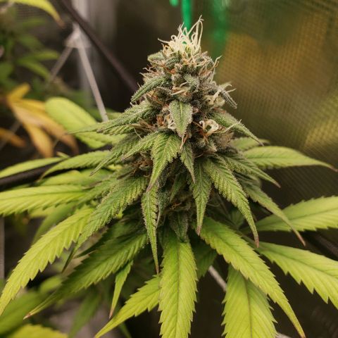 The Baby growlog timeline photo