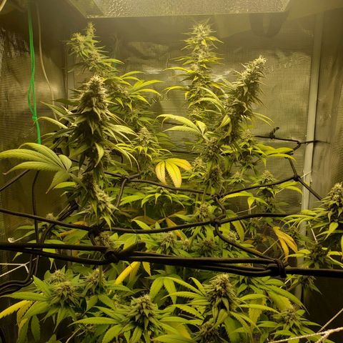 The Baby growlog timeline photo
