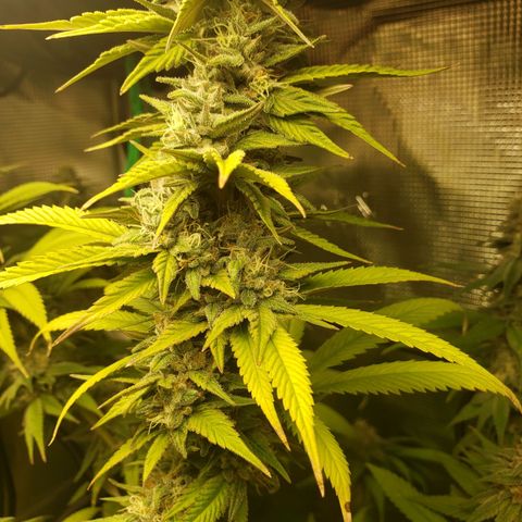 The Baby growlog timeline photo